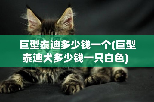 巨型泰迪多少錢一個(巨型泰迪犬多少錢一只白色) 