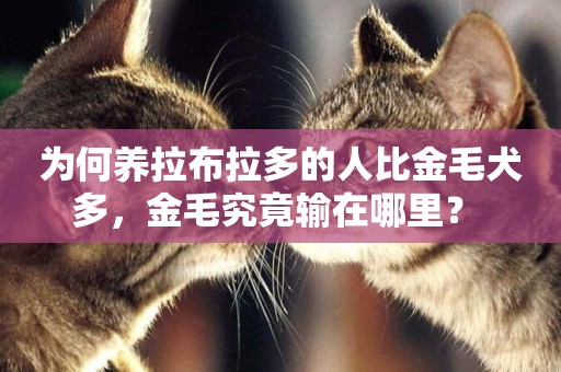為何養拉布拉多的人比金毛犬多，金毛究竟輸在哪里？ 