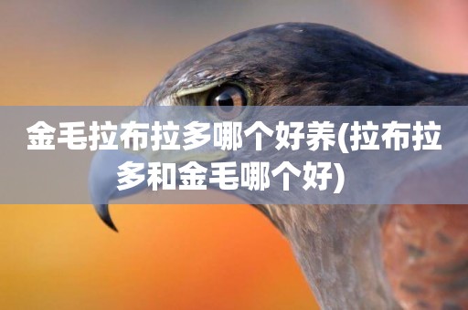金毛拉布拉多哪個好養(拉布拉多和金毛哪個好) 
