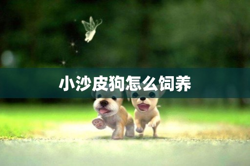 小沙皮狗怎么飼養