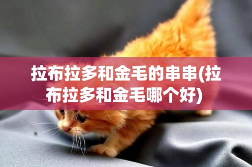 拉布拉多和金毛的串串(拉布拉多和金毛哪個好) 