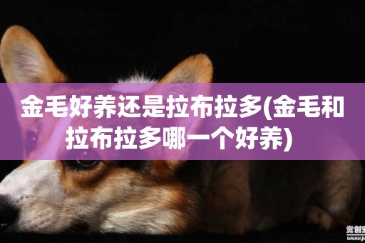 金毛好養還是拉布拉多(金毛和拉布拉多哪一個好養) 