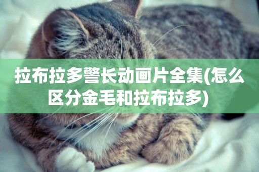 拉布拉多警長動畫片全集(怎么區分金毛和拉布拉多) 
