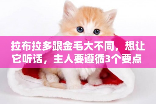 拉布拉多跟金毛大不同，想讓它聽話，主人要遵循3個要點 