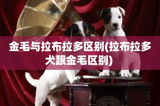 金毛與拉布拉多區別(拉布拉多犬跟金毛區別) 