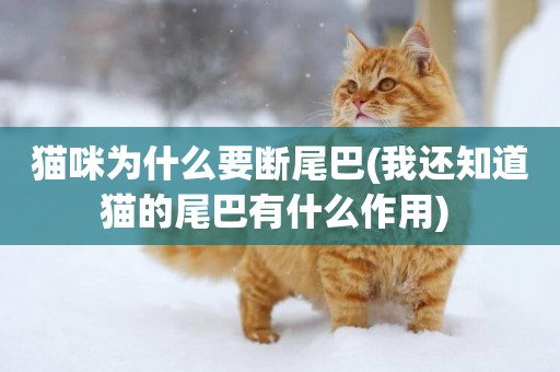 貓咪為什么要斷尾巴(我還知道貓的尾巴有什么作用) 