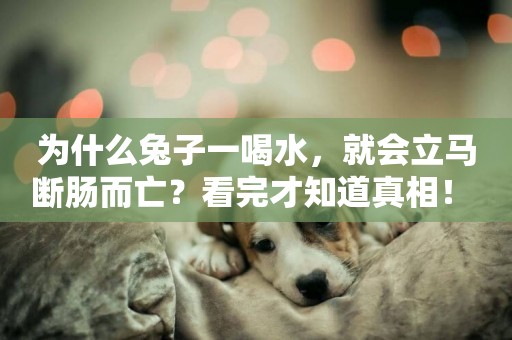 為什么兔子一喝水，就會立馬斷腸而亡？看完才知道真相！ 