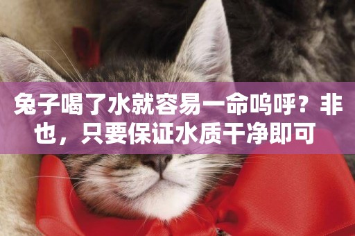 兔子喝了水就容易一命嗚呼？非也，只要保證水質干凈即可 