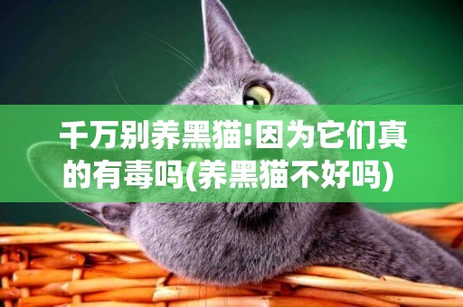 千萬別養黑貓!因為它們真的有毒嗎(養黑貓不好嗎) 