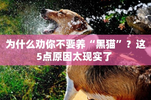 為什么勸你不要養“黑貓”？這5點原因太現實了 