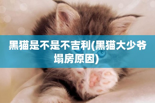 黑貓是不是不吉利(黑貓大少爺塌房原因) 