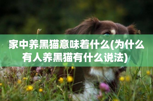 家中養黑貓意味著什么(為什么有人養黑貓有什么說法) 
