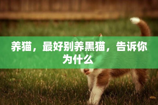 養貓，最好別養黑貓，告訴你為什么 