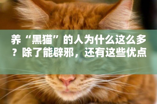 養“黑貓”的人為什么這么多？除了能辟邪，還有這些優點 