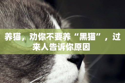 養貓，勸你不要養“黑貓”，過來人告訴你原因 