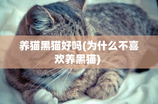 養貓黑貓好嗎(為什么不喜歡養黑貓) 