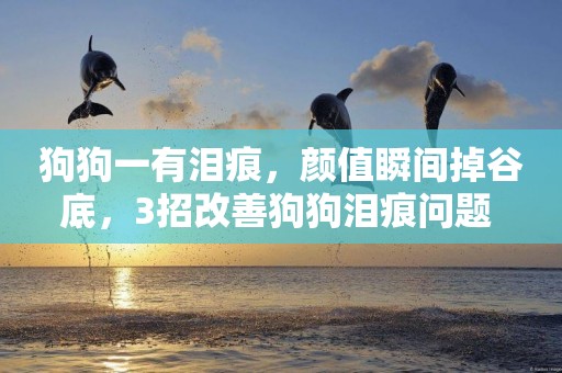 狗狗一有淚痕，顏值瞬間掉谷底，3招改善狗狗淚痕問題 