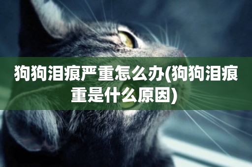 狗狗淚痕嚴重怎么辦(狗狗淚痕重是什么原因) 