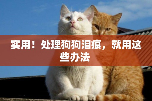 實用！處理狗狗淚痕，就用這些辦法 