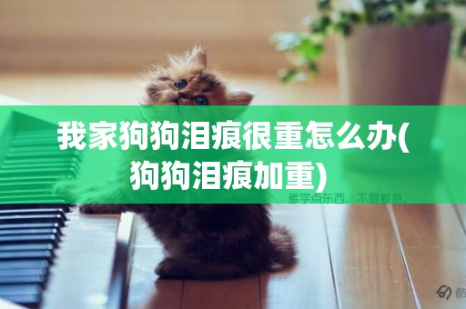我家狗狗淚痕很重怎么辦(狗狗淚痕加重) 