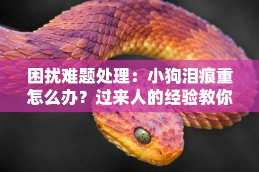 困擾難題處理：小狗淚痕重怎么辦？過來人的經驗教你解決的方法 