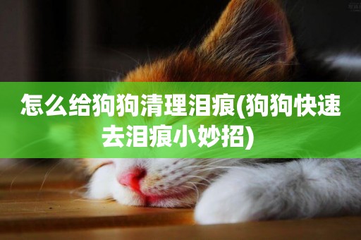 怎么給狗狗清理淚痕(狗狗快速去淚痕小妙招) 