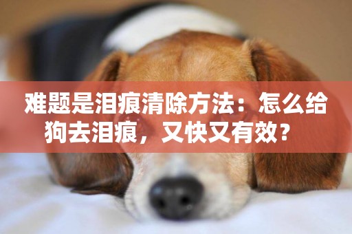 難題是淚痕清除方法：怎么給狗去淚痕，又快又有效？ 