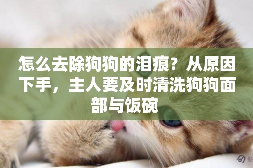 怎么去除狗狗的淚痕？從原因下手，主人要及時清洗狗狗面部與飯碗 