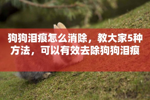 狗狗淚痕怎么消除，教大家5種方法，可以有效去除狗狗淚痕 