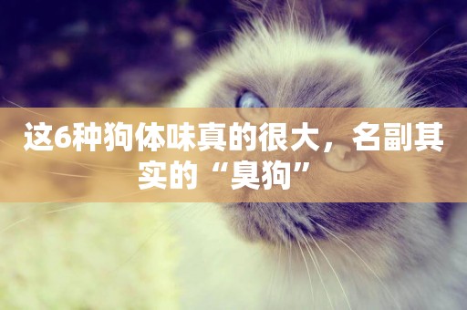 這6種狗體味真的很大，名副其實的“臭狗” 