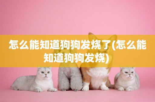 怎么能知道狗狗發燒了(怎么能知道狗狗發燒) 