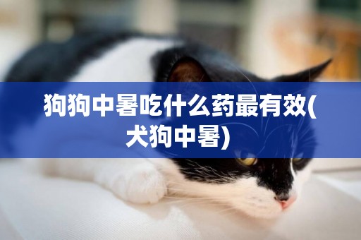 狗狗中暑吃什么藥最有效(犬狗中暑) 