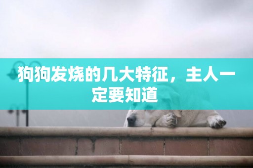 狗狗發燒的幾大特征，主人一定要知道 