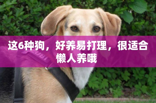 這6種狗，好養易打理，很適合懶人養哦 