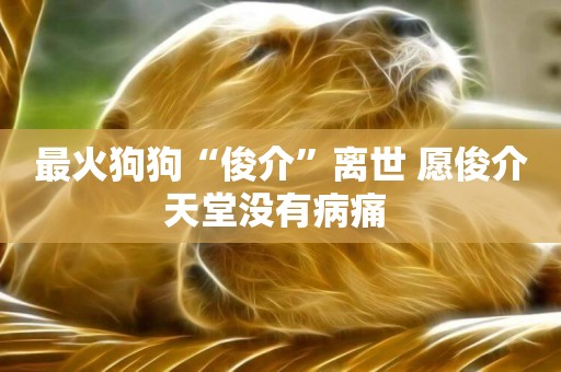 最火狗狗“俊介”離世 愿俊介天堂沒有病痛 