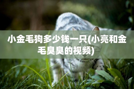 小金毛狗多少錢一只(小亮和金毛臭臭的視頻) 