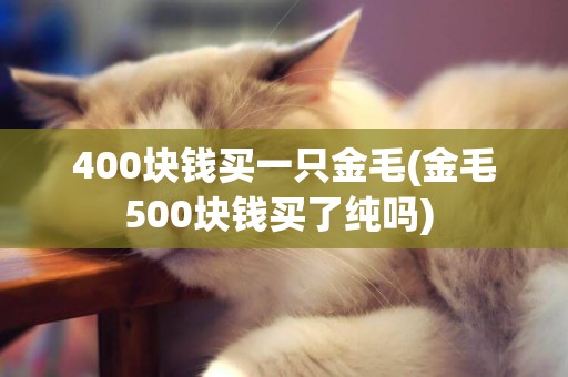 400塊錢買一只金毛(金毛500塊錢買了純嗎) 