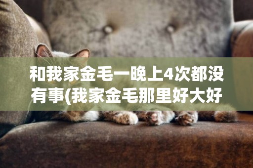 和我家金毛一晚上4次都沒有事(我家金毛那里好大好燙) 