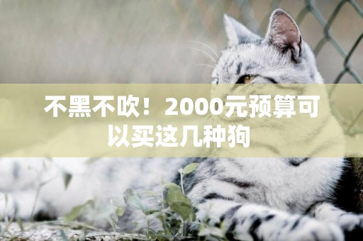 不黑不吹！2000元預算可以買這幾種狗 
