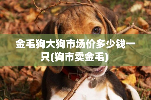 金毛狗大狗市場價多少錢一只(狗市賣金毛) 