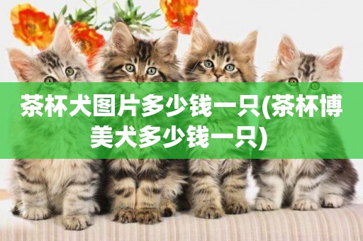 茶杯犬圖片多少錢一只(茶杯博美犬多少錢一只) 