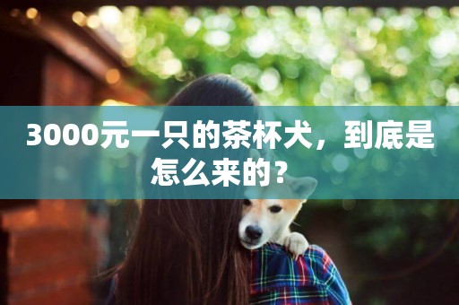 3000元一只的茶杯犬，到底是怎么來的？ 