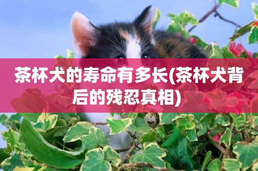 茶杯犬的壽命有多長(茶杯犬背后的殘忍真相) 
