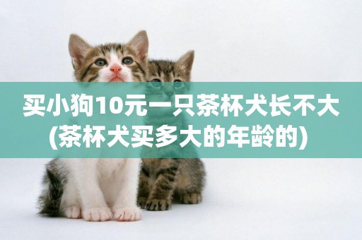 買小狗10元一只茶杯犬長不大(茶杯犬買多大的年齡的) 