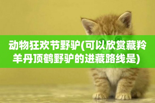 動物狂歡節野驢(可以欣賞藏羚羊丹頂鶴野驢的進藏路線是) 