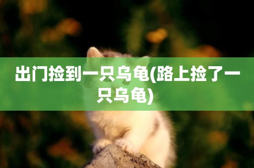 出門撿到一只烏龜(路上撿了一只烏龜) 