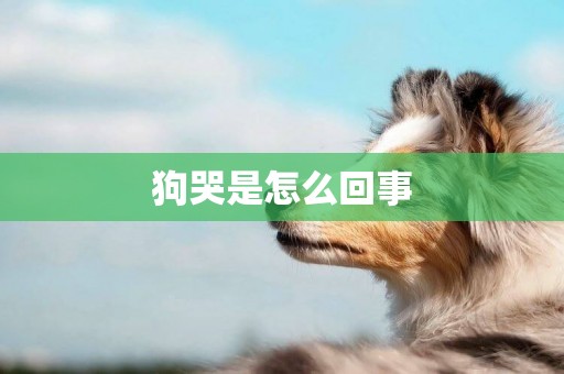 狗哭是怎么回事