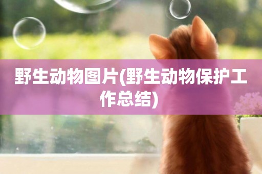 野生動物圖片(野生動物保護工作總結) 