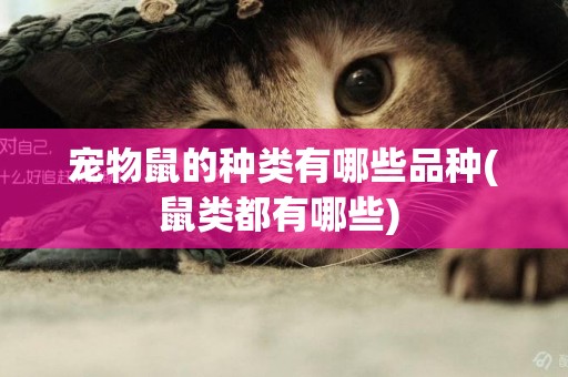 寵物鼠的種類有哪些品種(鼠類都有哪些) 