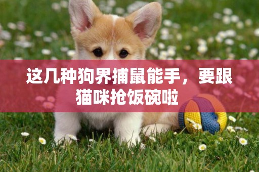 這幾種狗界捕鼠能手，要跟貓咪搶飯碗啦 
